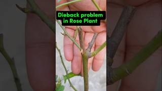 Dieback problem in rose plant dieback gardeningtipsdieses gardeningadvice [upl. by Huai152]