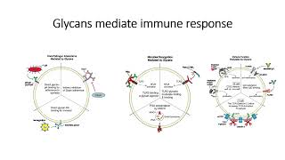 Glycans mediate Immune Response Code 433 [upl. by Riddle205]