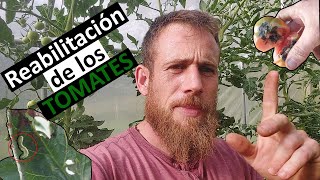 Cómo RECUPERAR TOMATERAS en el INVERNADERO🍅🍅 EP5624 Birika Permakultura [upl. by Anirtak107]