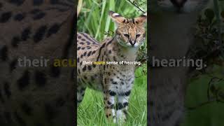 Speedy Secrets of the Serval Cat [upl. by Gnex59]