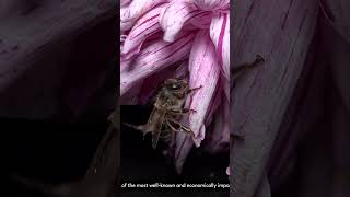 Apis Melliferawestern honey bee or European honey bee CloseUp nature photography bee closeup [upl. by Raclima]