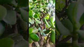 Jade plant lucky plant [upl. by Yatnoed]