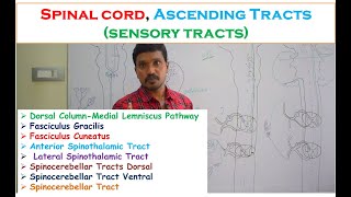 Spinal cord Ascending Tracts sensory tracts Fasciculus Gracilis Cuneatus Spinothalamic tracts [upl. by Sadirah]