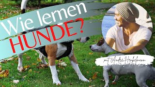 Wie lernen Hunde ProfiTippHundeerziehung [upl. by Nodyl]