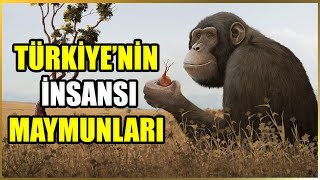 Türkiyenin İnsansı Maymunları [upl. by Arlinda]