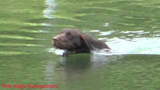 pudelpointer Emma at pond [upl. by Shull674]