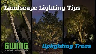 Landscape Lighting Tips  Uplighting Trees [upl. by Letsyrk]