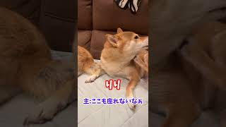 ソファーを占領して主を座らせない柴犬家族 shiba 柴犬 [upl. by Iderf472]