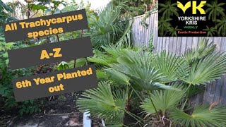 All Trachycarpus species A to Z 2020 [upl. by Guevara]