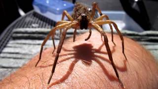 Wolf Spider with Spiderling Swarm walking up my arm [upl. by Angelle166]