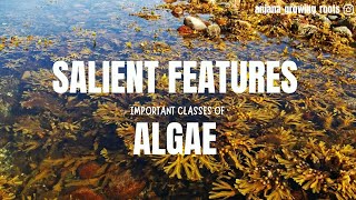 Salient Features Of Algae  Chlorophyceae Pheophyceae Xanthophyceae Rhodophyceae Dinophyceae [upl. by Llenyar]