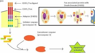 Apoptosis in Hindi  Introduction  Extrinsic Pathway [upl. by Nitsed192]