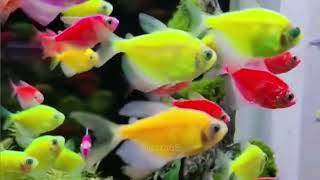 මාළු ටැංකි ලස්සන කරන පාට පාට මාළු  glofish neon tetra tank [upl. by Geminian]