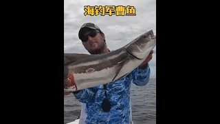 戶外釣魚：漁民用漁獲捕獲小魚，然後再用小魚釣獲巨型軍曹魚！ 海釣 船釣 [upl. by Anamor866]