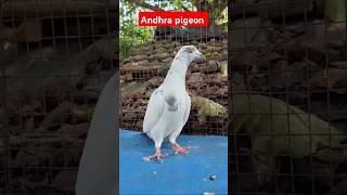 Andhra pigeon music pigeon pigeonattitude newmusic [upl. by Erait]