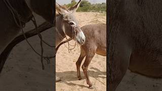 Donkey ghadha ytshorts shortsfeed viarlvideo [upl. by Gannes]