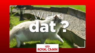 Hoe weet u wat uw kat buiten allemaal doet [upl. by Skip340]