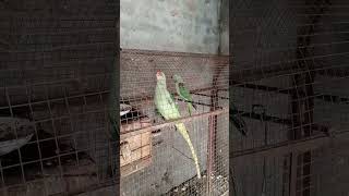 Raw parrots Green jictconar parrots  ImranShah pets vlogs [upl. by Nylleoj]