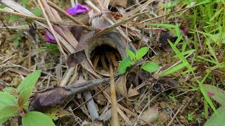 haplopelma backan amp haplopelma Schmidti in the wild  Vietnam [upl. by Xeno]