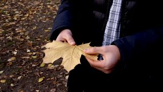 Das Prinzip der hedonistischen Tretmühle verhindert dein Glück [upl. by Unni526]