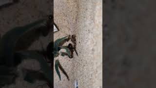 Camponotus Castaneus queen and nanitics moving into their new home [upl. by Tudela]