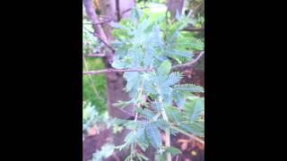 Plant ID Cootamundra Wattle Acacia baileyana [upl. by Betti808]