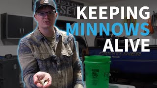 How To Keep Minnows Alive At Home  3 Simple Steps [upl. by Pittman]