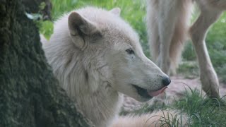 Witte wolven  Loups blanc  White wolves  Monde Sauvage Aywaille [upl. by Yenruoc]