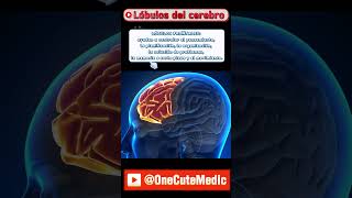 LÓBULOS DEL CEREBRO  OneCuteMedic [upl. by Pablo]