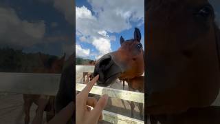 Funny horse video 😍😂😝 horse horses horselover [upl. by Nolita]