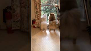 The tiny Pomeranian dog barks loudly and playfully outside [upl. by Landahl]