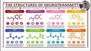 325  Synapses and Neurotransmitters [upl. by Bedwell]