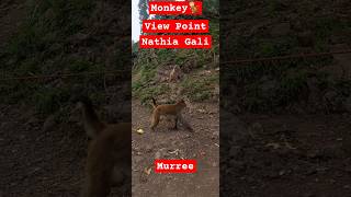 What is he trying to do Monkey View Point Nathia Gali Pakistan [upl. by Amles]