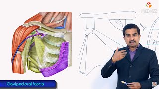 Clavipectoral fascia gross anatomy  Extension  attachments  structures piercing medical animation [upl. by Olcott76]