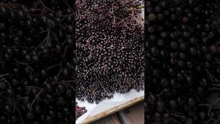 Wild elderberry from start to finish asmr [upl. by Felicie4]