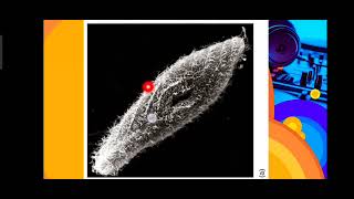 Kingdom Protista Phylum Microspora Myxozoa Ciliophora Maintenance Functions in Ciliates [upl. by Eznyl]