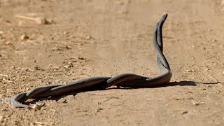 pair of snakes meeting each othersnake matingmating seasonsaap ka Milanreptiles [upl. by Amathiste]