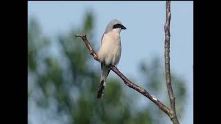 Vogelstimmen in der Feldmark [upl. by Ximenes978]