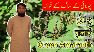 Introduction and Benefits of of Green Amaranth  Chaulai  چولائی  चुलाई [upl. by Eenram]