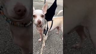 It’s Freakin Bats 🦇 look freakin bats ilovehalloween halloween sirremingtonmartin dog pets [upl. by Briney]