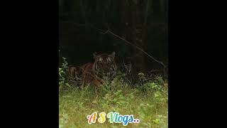 Tigers relax  Mudumalai Tiger Reserve [upl. by Buzz]