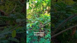 Bonsai Tamarind sampaloc Tree [upl. by Annaid]