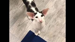 Teddy the most famous honking Oriental Shorthair Cat [upl. by Ardella164]