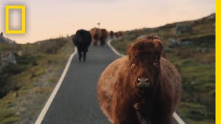 See the Quiet Beauty of Farm Life on the Scottish Isles  Short Film Showcase [upl. by Ahrens]