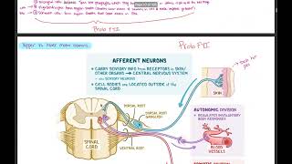 Spinal cord injury autonomic dysreflexia hemorrhagic stroke TBI IICP [upl. by Akemot]