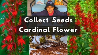 How To Collect Cardinal Flower Lobelia Seeds [upl. by Ardekahs]