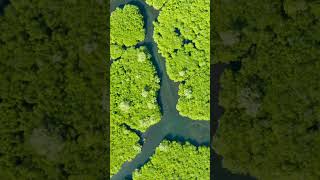 Mangrove forests MangroveForests CoastalEcosystem Conservation [upl. by Masry]