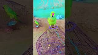 parrotvideo parrotlover parrots talkingparrot birds BobyVishnuOfficial [upl. by Anwahsed532]