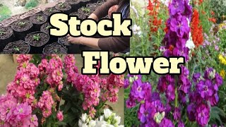 How to grow Stock flowerMatthiola incanagrowing stock flower plantperfect winter flower plant🪻 [upl. by Kramer356]