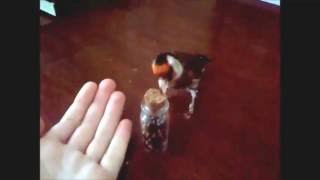 Training Goldfinch To Open Jar CC [upl. by Campbell]